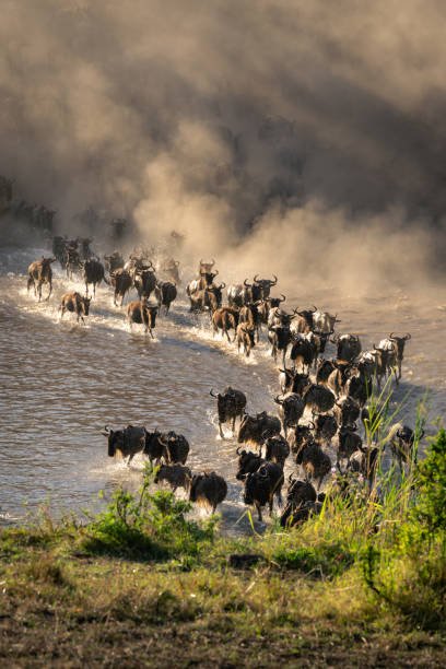 SERENGETI MIGRATION