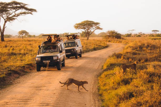 TANZANIA SAFARIS