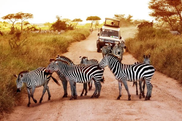 Best Tanzania safaris