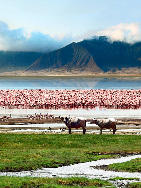 ngorongoro